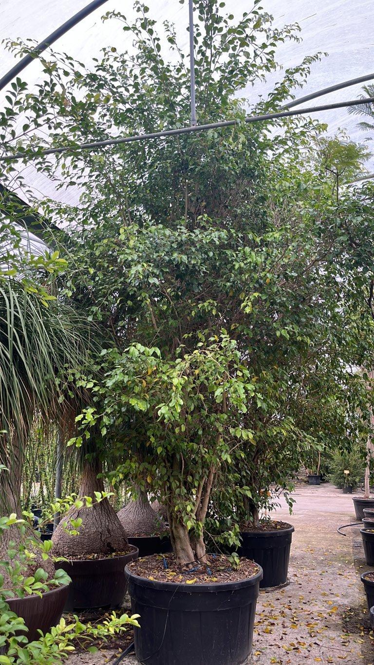 Ficus Benjamina Danielle — Nuvola, altezza 300/400 cm, vaso 500 litri