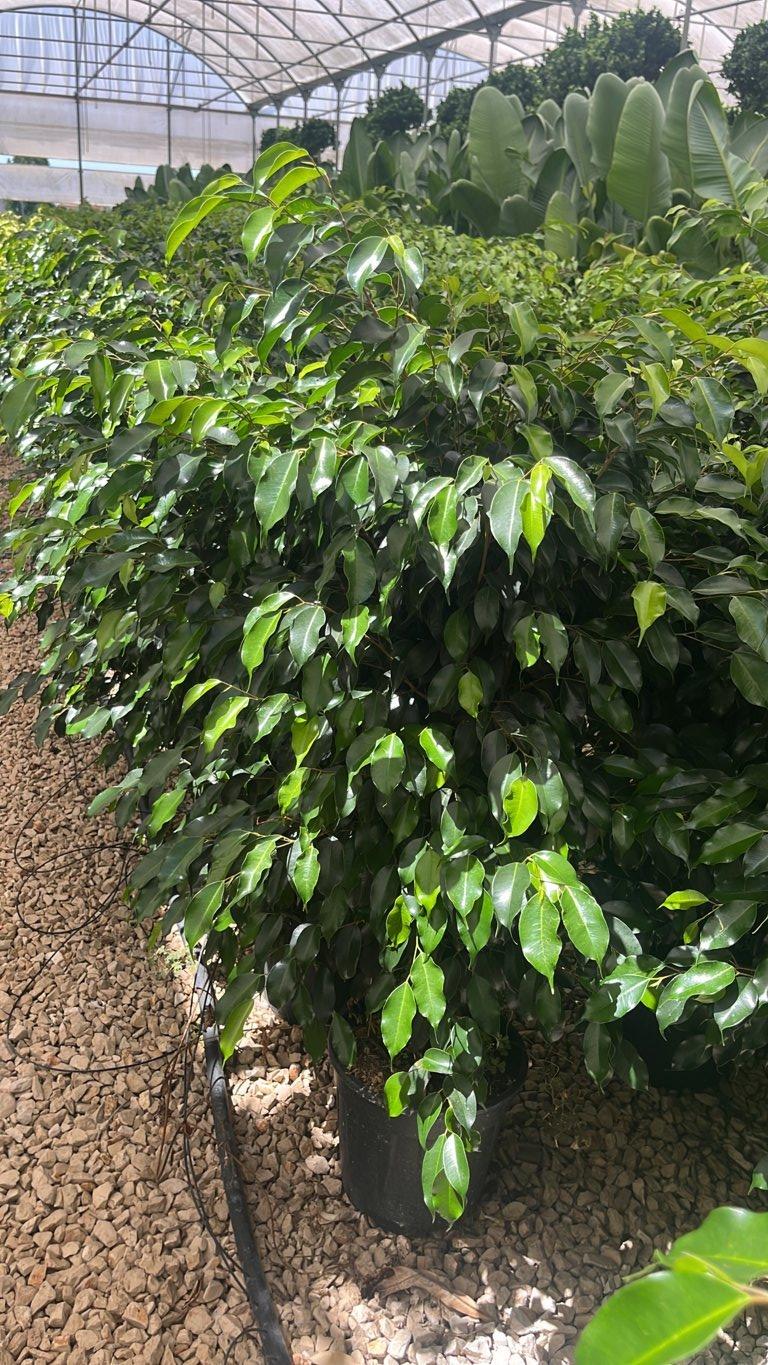 Ficus Benjamina Danielle — altezza 75/100 cm, vaso 9 litri
