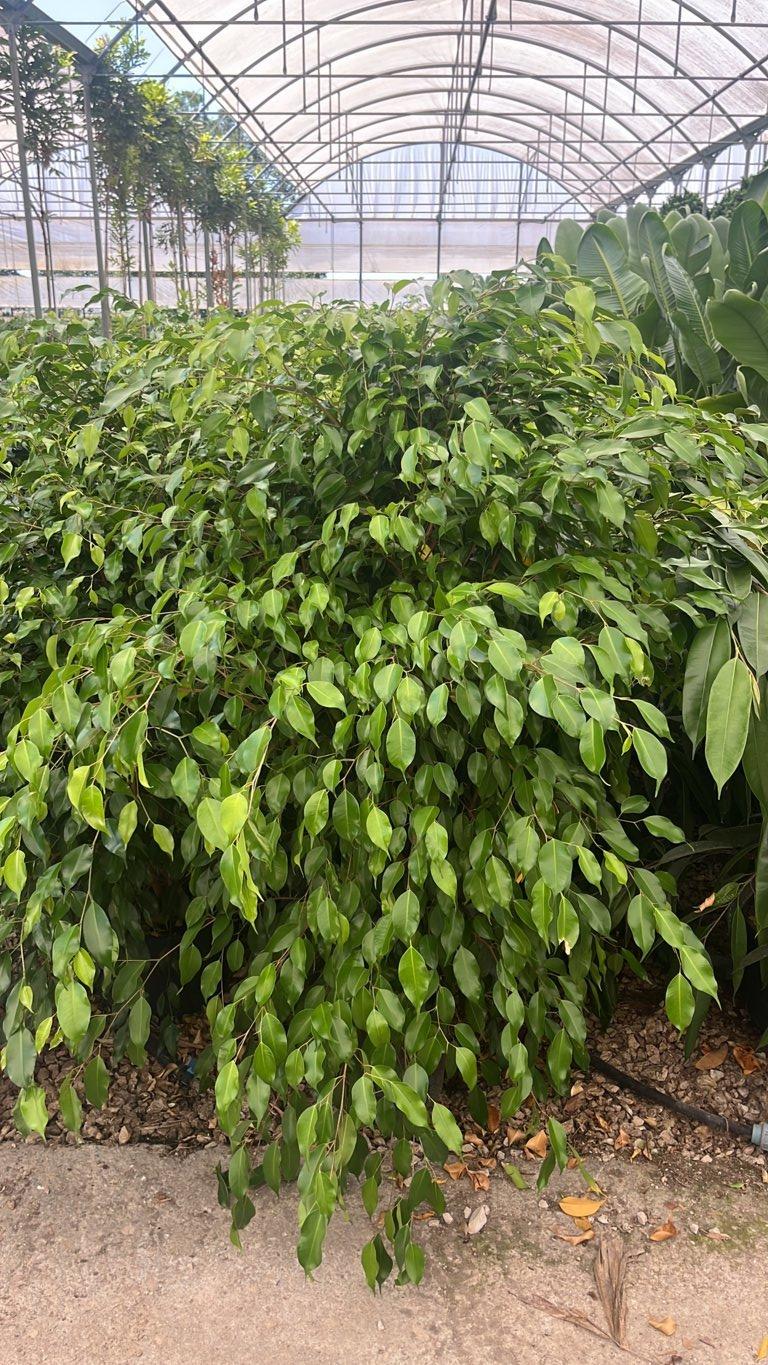 Ficus Benjamina Danita — altezza 100/125 cm, vaso 9 litri
