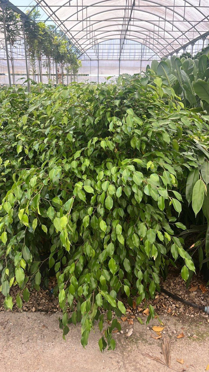 Ficus Benjamina Danita — altezza 100/125 cm, vaso 9 litri