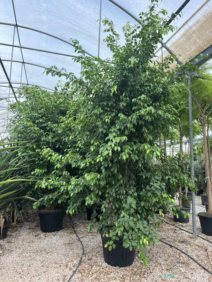 FICUS S. BENJAMINA Ficus beniamino