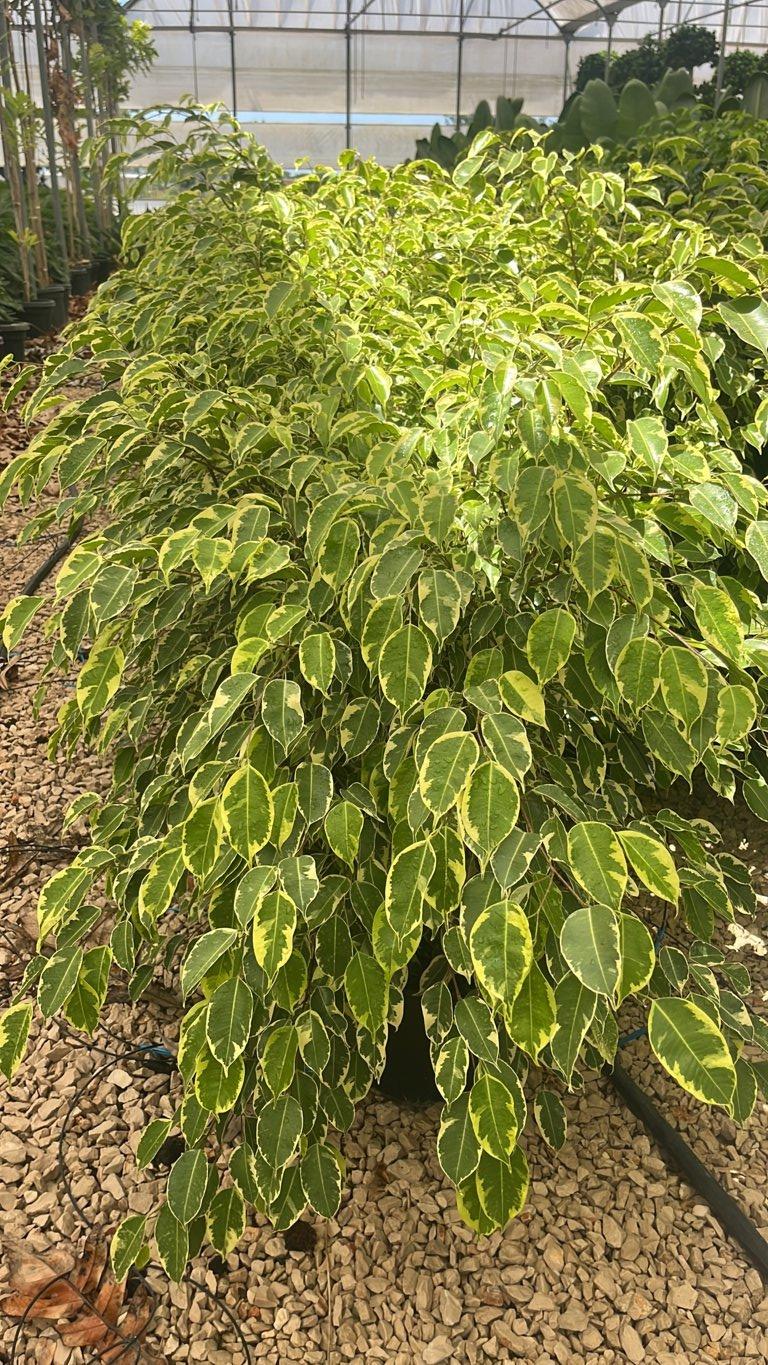 Ficus Benjamina Samantha — altezza 75/100 cm, vaso 9 litri