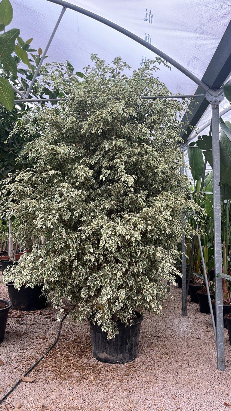 Ficus Benjamina Twilight — Cespuglio, altezza 300/350 cm, vaso 180 litri