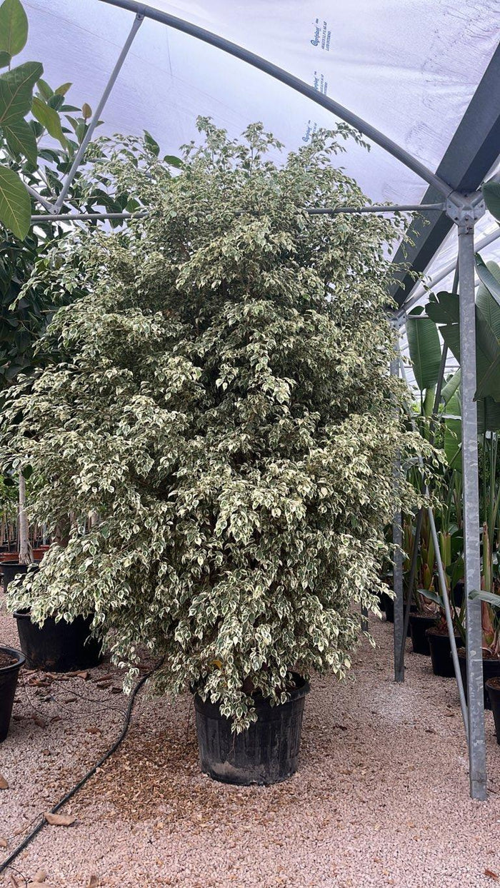 Ficus Benjamina Twilight — Cespuglio, altezza 300/350 cm, vaso 180 litri