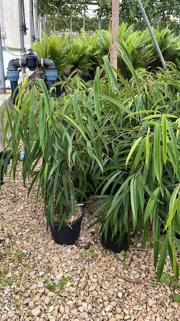 Ficus Binnendijkii Alii — vaso 3 litri