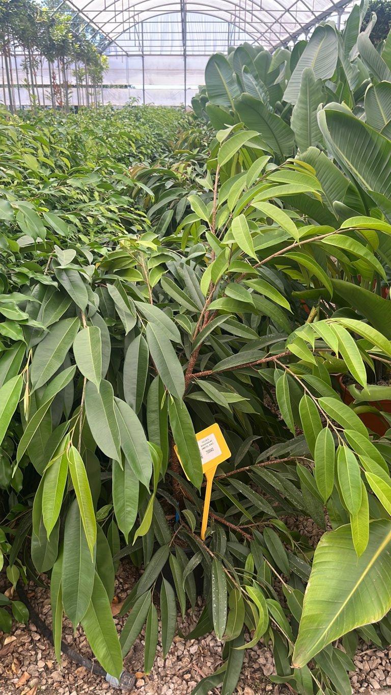 Ficus Binnendijkii Amstel King — vaso 9 litri
