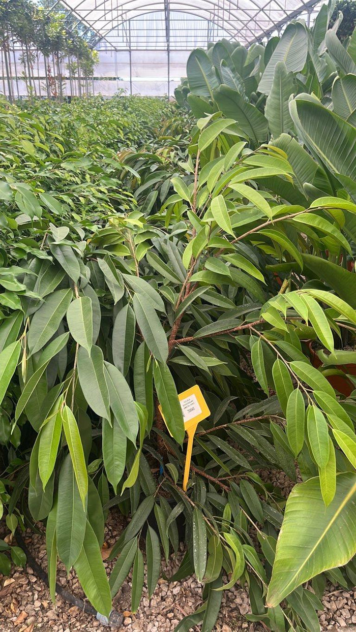 Ficus Binnendijkii Amstel King — vaso 9 litri