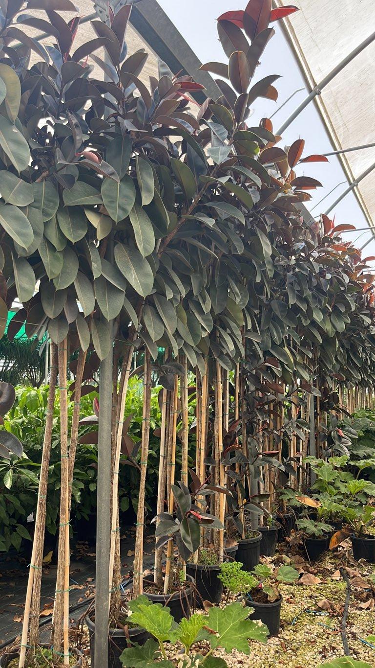 Ficus Elastica Abidjan (Albero della gomma) — Cespuglio, altezza 300/350 cm, vaso 30 litri