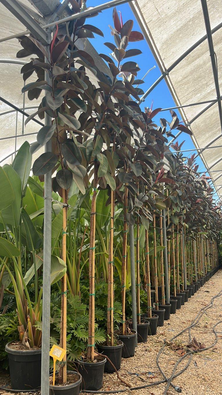 Ficus Elastica Abidjan (Albero della gomma) — Albero, circonferenza 10/12 cm, vaso 25 litri
