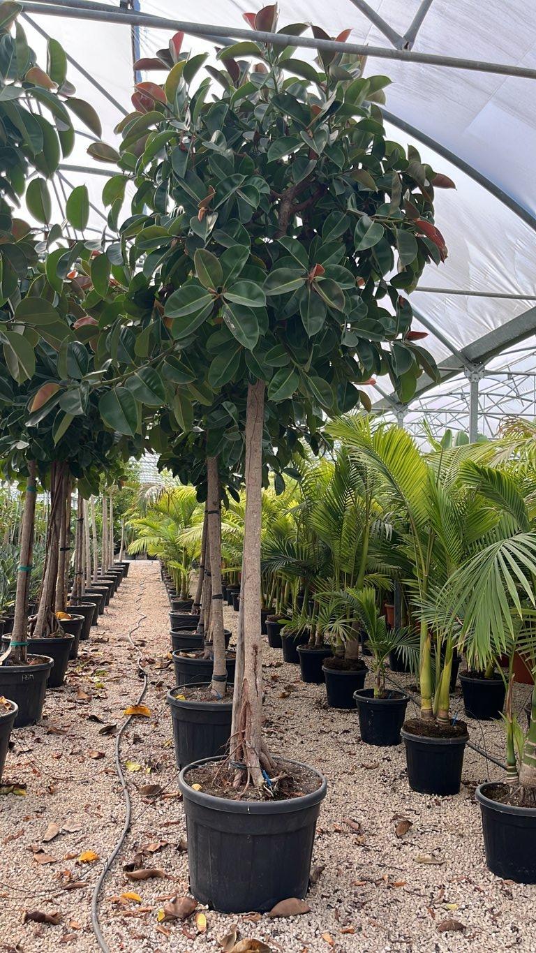 Ficus Elastica (Albero della gomma) — Albero, circonferenza 20/25 cm, vaso 130 litri