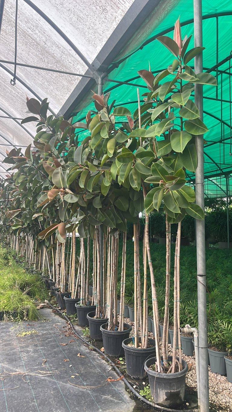 Ficus Elastica (Albero della gomma) — Cespuglio, altezza 250/300 cm, vaso 30 litri