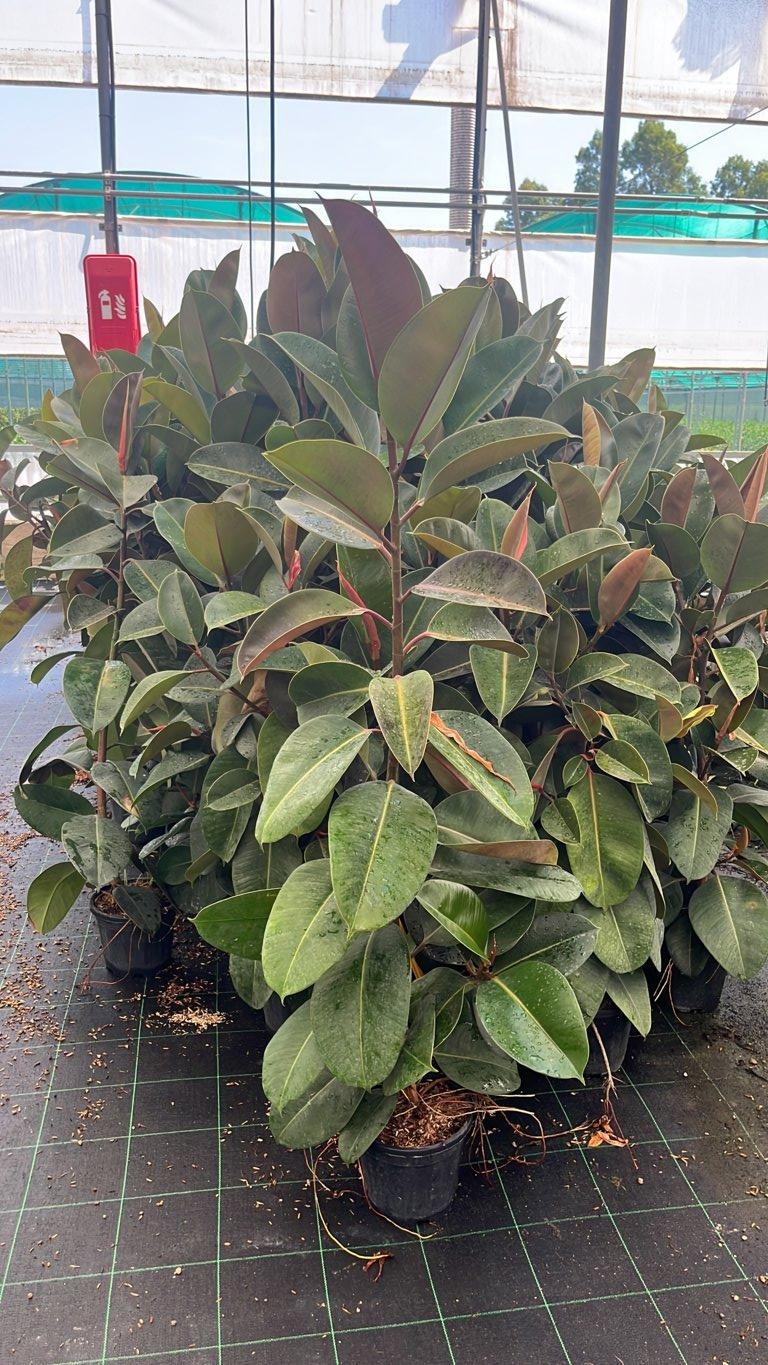 Ficus Elastica Robusta (Albero della gomma) — vaso 3 litri