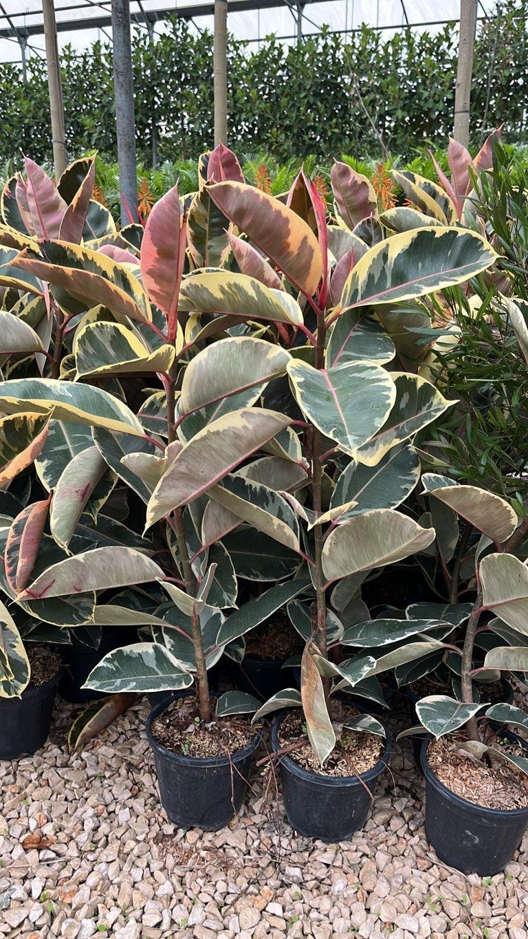 Ficus Elastica Tineke (Albero della gomma) — vaso 3 litri