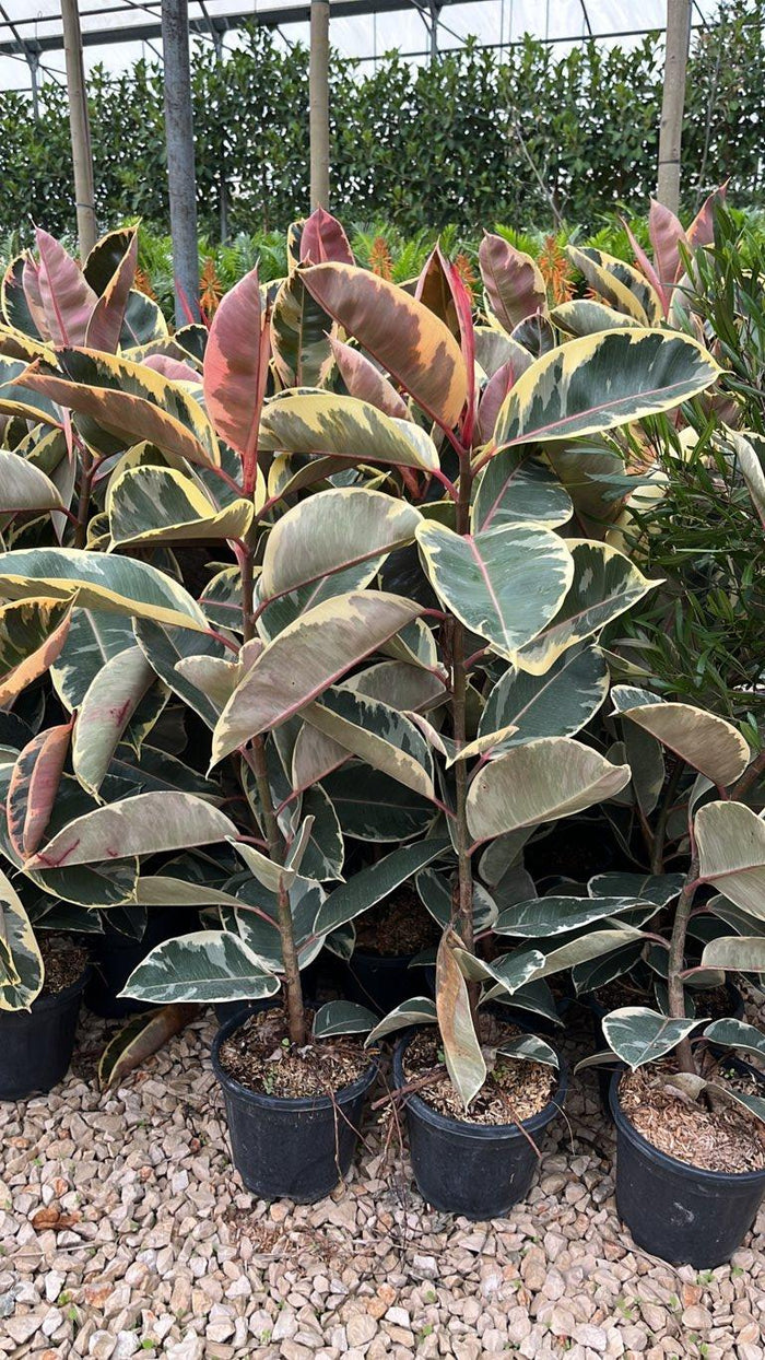 Ficus Elastica Tineke (Albero della gomma) — vaso 3 litri