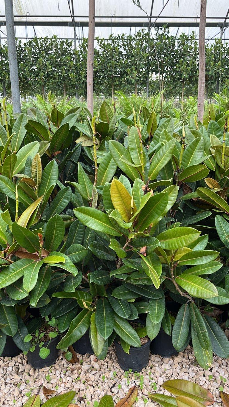 Ficus Elastica Tresor (Albero della gomma) — vaso 3 litri