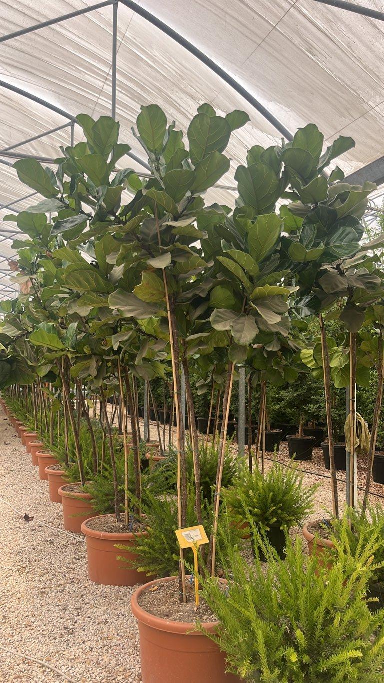 Ficus Lyrata — Cespuglio, altezza 200/225 cm, vaso 210 litri