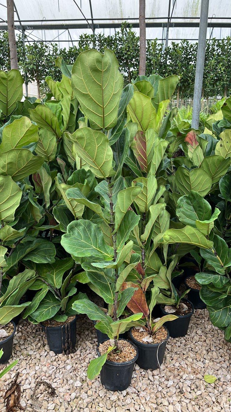 Ficus Lyrata — vaso 3 litri