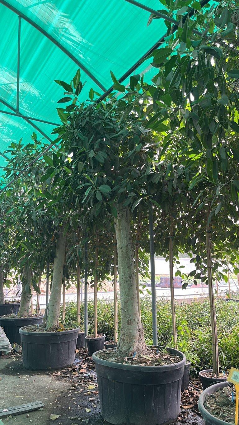 FICUS S. MAGNOLIOIDES Ficus magnolioide