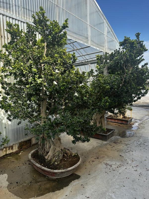 Ficus Microcarpa — Bonsai, altezza 200/250 cm, vaso in terracotta