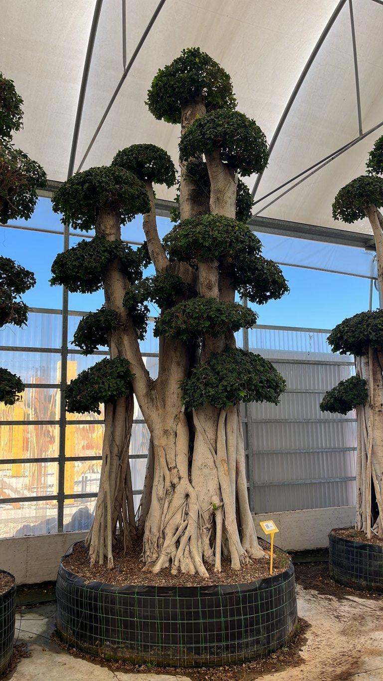 Ficus Microcarpa — Bonsai, altezza 450/500 cm, in rete