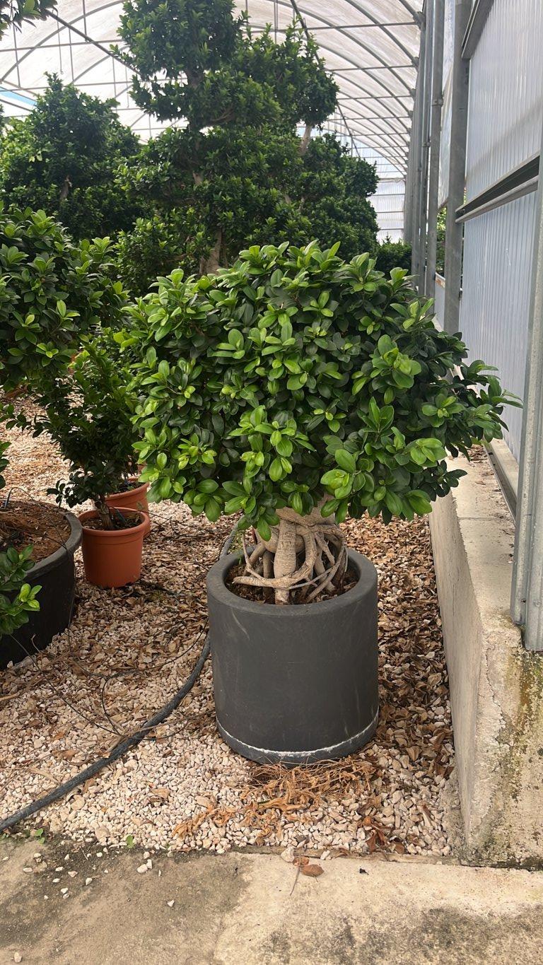 Ficus Microcarpa — Bonsai, altezza 50/75 cm, Urban 40