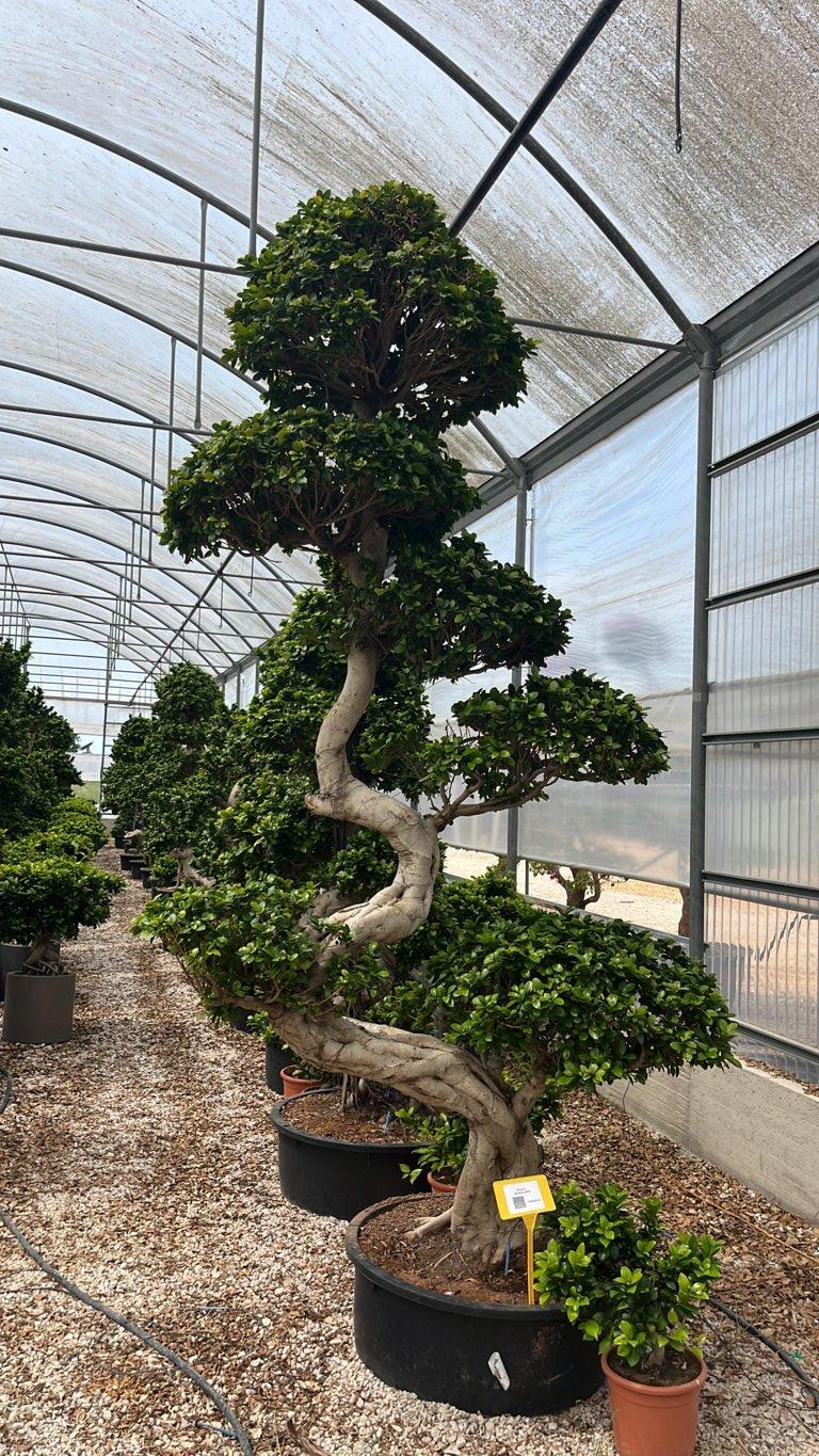 Ficus Microcarpa — Bonsai, altezza 200/250 cm, vaso 150 litri