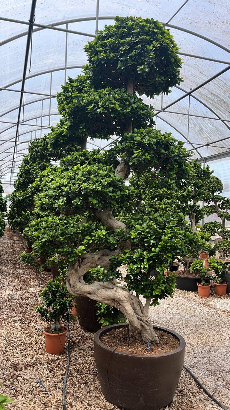 Ficus Microcarpa — Bonsai, altezza 250/300 cm, Urban 170