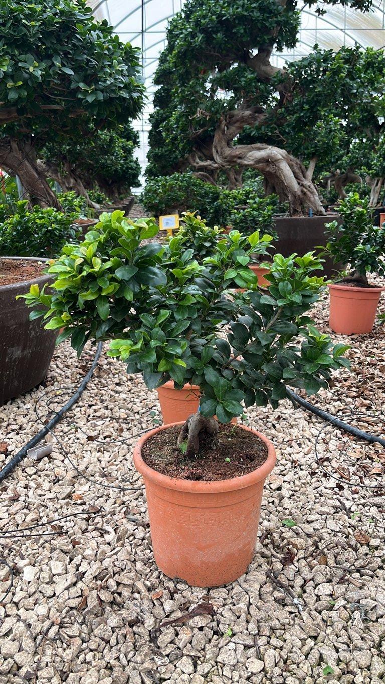 Ficus Microcarpa — Bonsai, vaso 9 litri