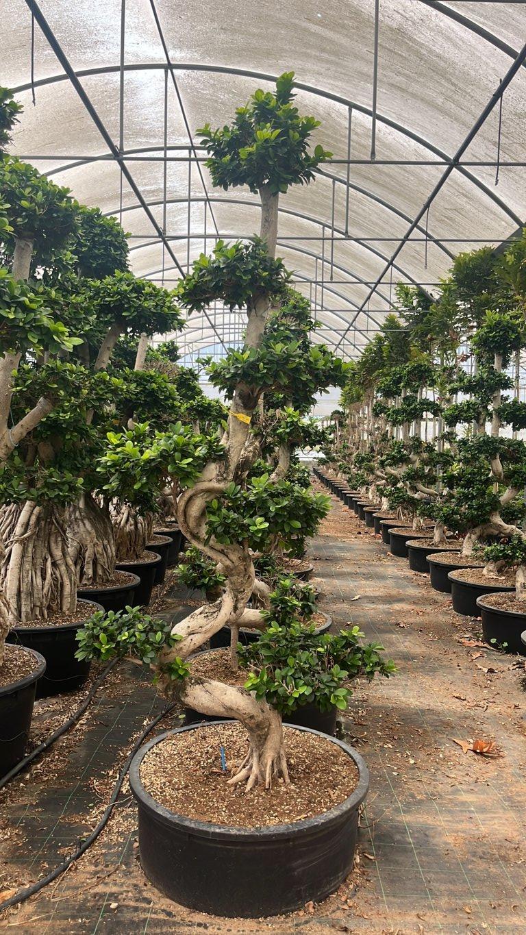 Ficus Microcarpa — Bonsai, altezza 200/225 cm, vaso 150 litri