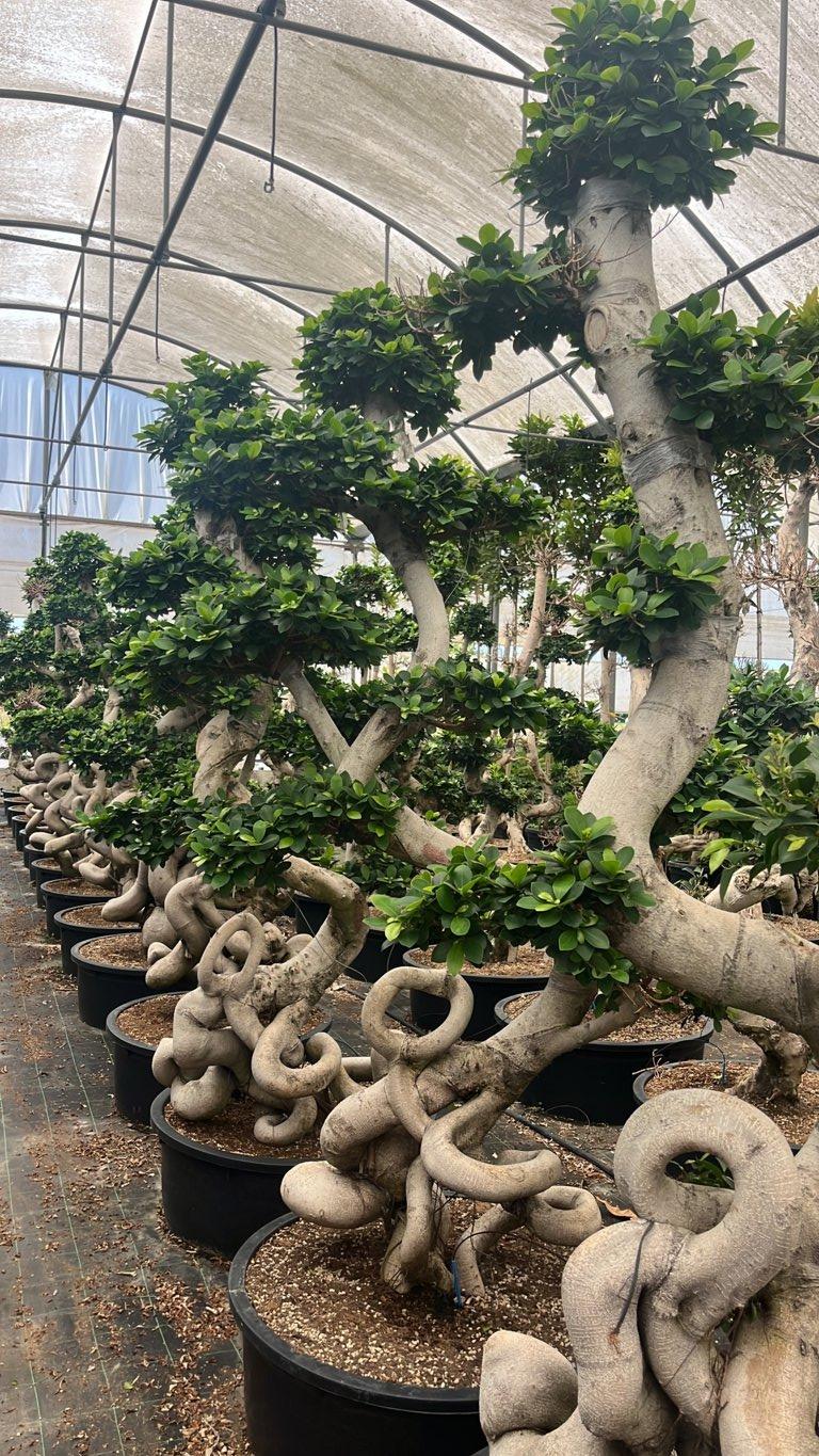 Ficus Microcarpa — Bonsai, altezza 200/225 cm, vaso 150 litri