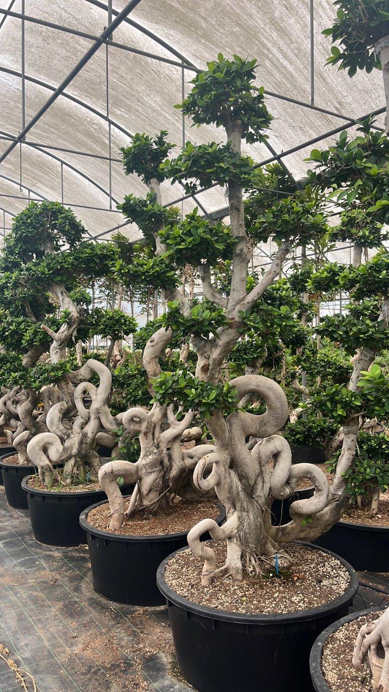 Ficus Microcarpa — Bonsai, altezza 225/250 cm, vaso 240 litri
