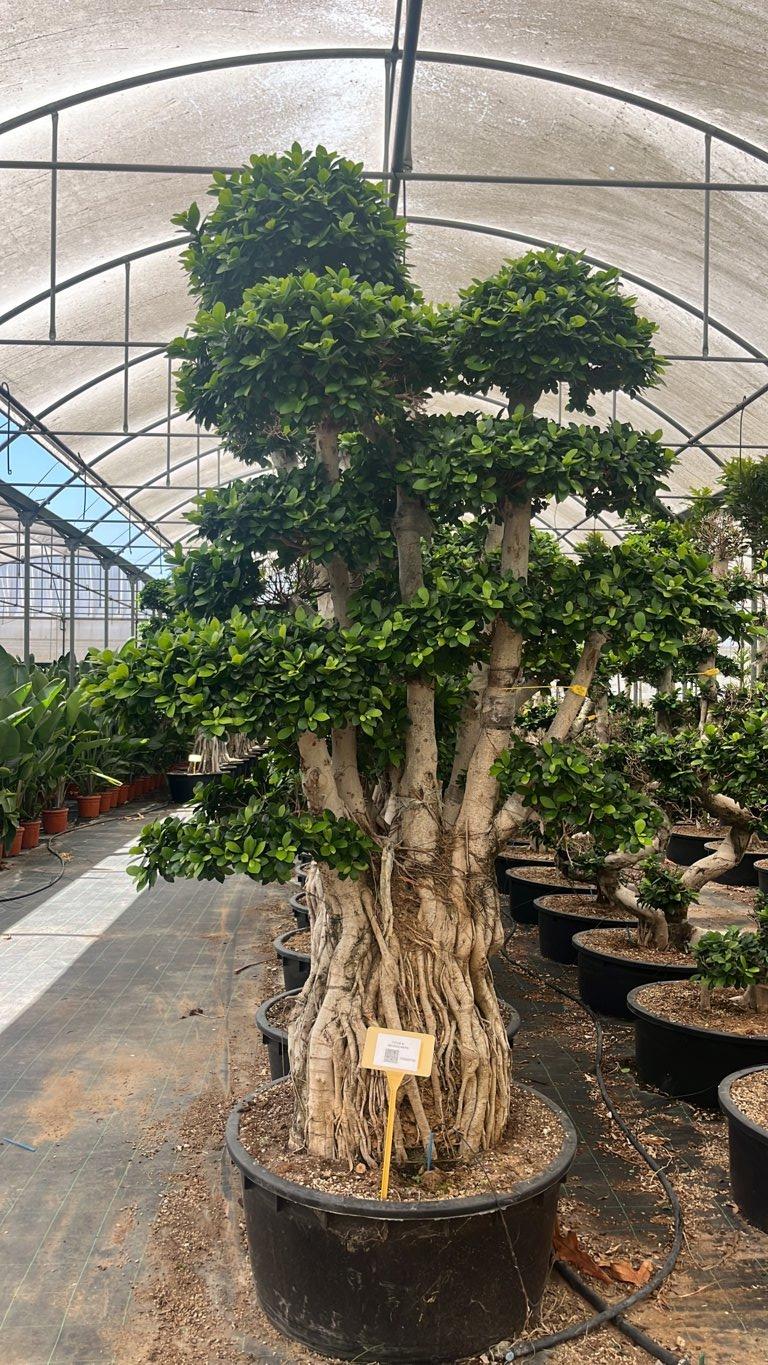 Ficus Microcarpa — Bonsai, altezza 250/300 cm, vaso 240 litri