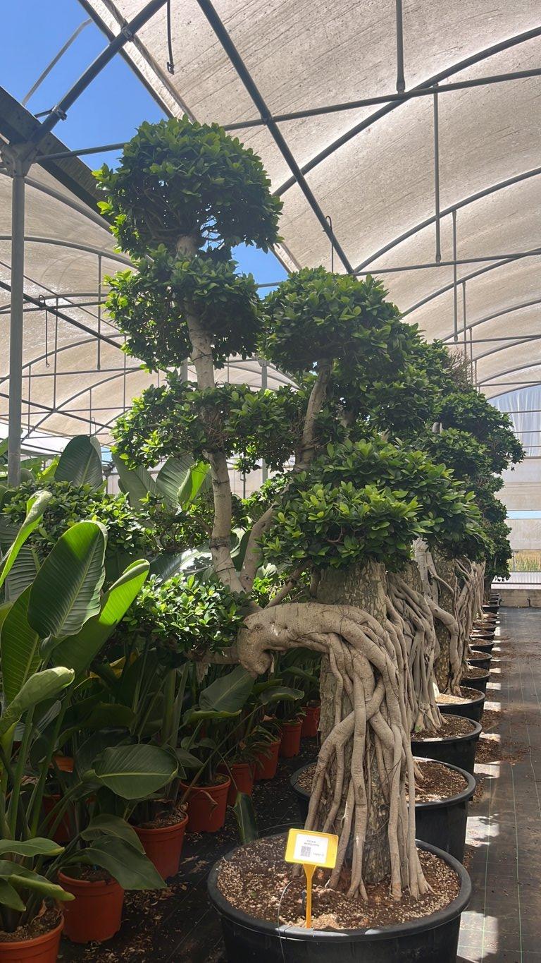 Ficus Microcarpa — Bonsai, altezza 275/300 cm, vaso 240 litri