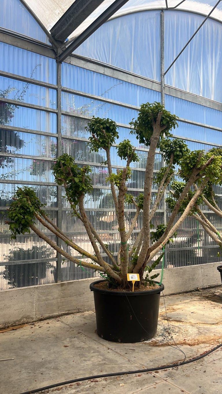 FICUS S. MICROCARPA Fico indiano o Fico della banyan.