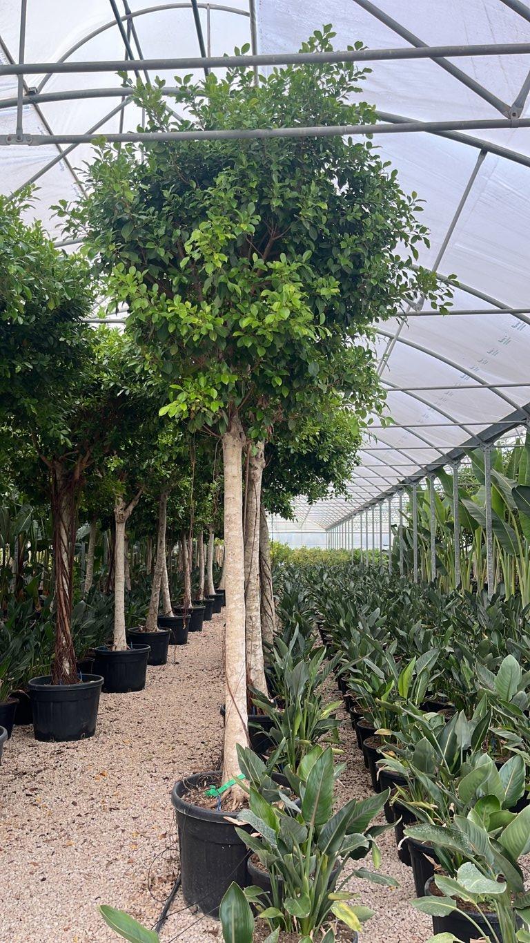 Ficus Nitida — Albero, circonferenza 30/35 cm, vaso 130 litri