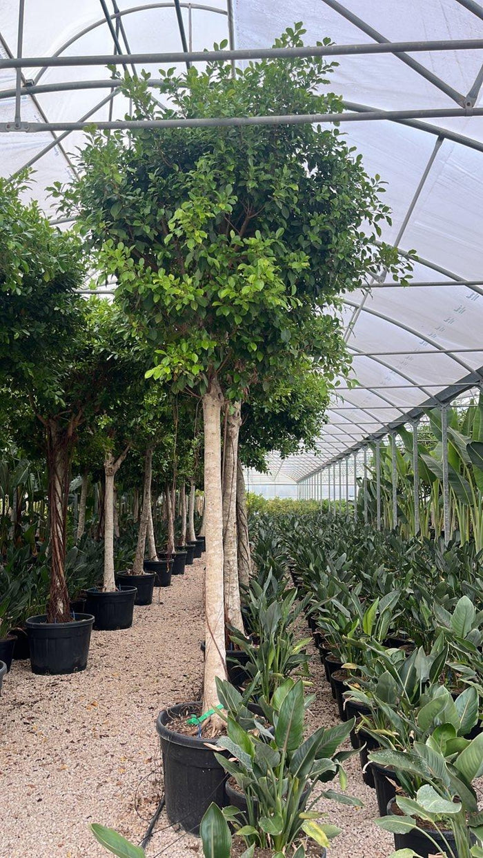 Ficus Nitida — Albero, circonferenza 30/35 cm, vaso 130 litri