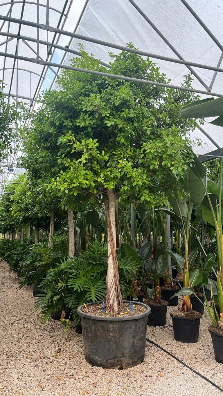 Ficus Nitida — Albero, circonferenza 35/40 cm, vaso 375 litri