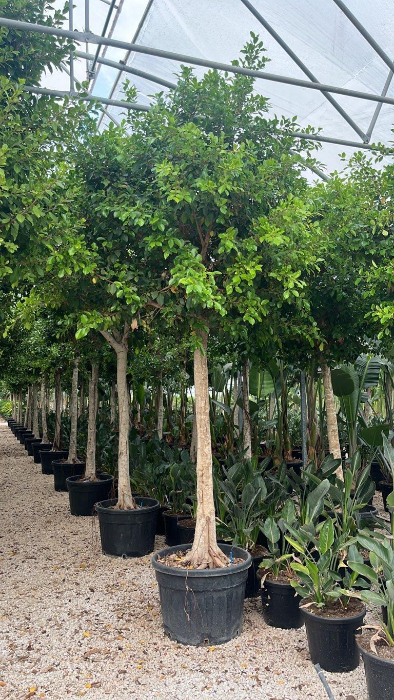 Ficus Nitida — Albero, circonferenza 25/30 cm, vaso 130 litri