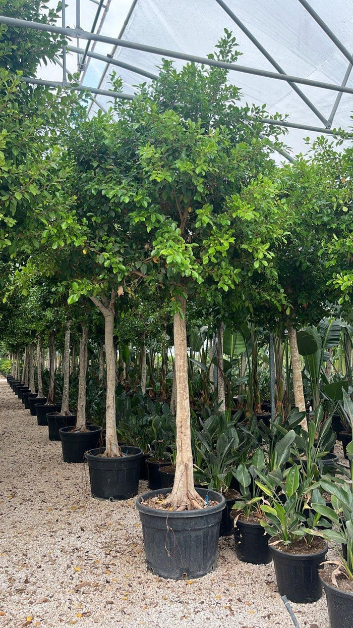 Ficus Nitida — Albero, circonferenza 25/30 cm, vaso 130 litri