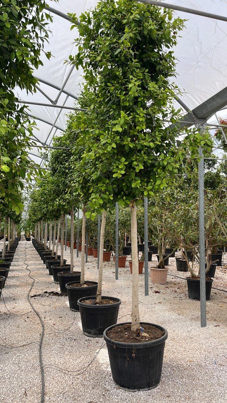 Ficus Nitida — Albero, circonferenza 20/25 cm, vaso 130 litri