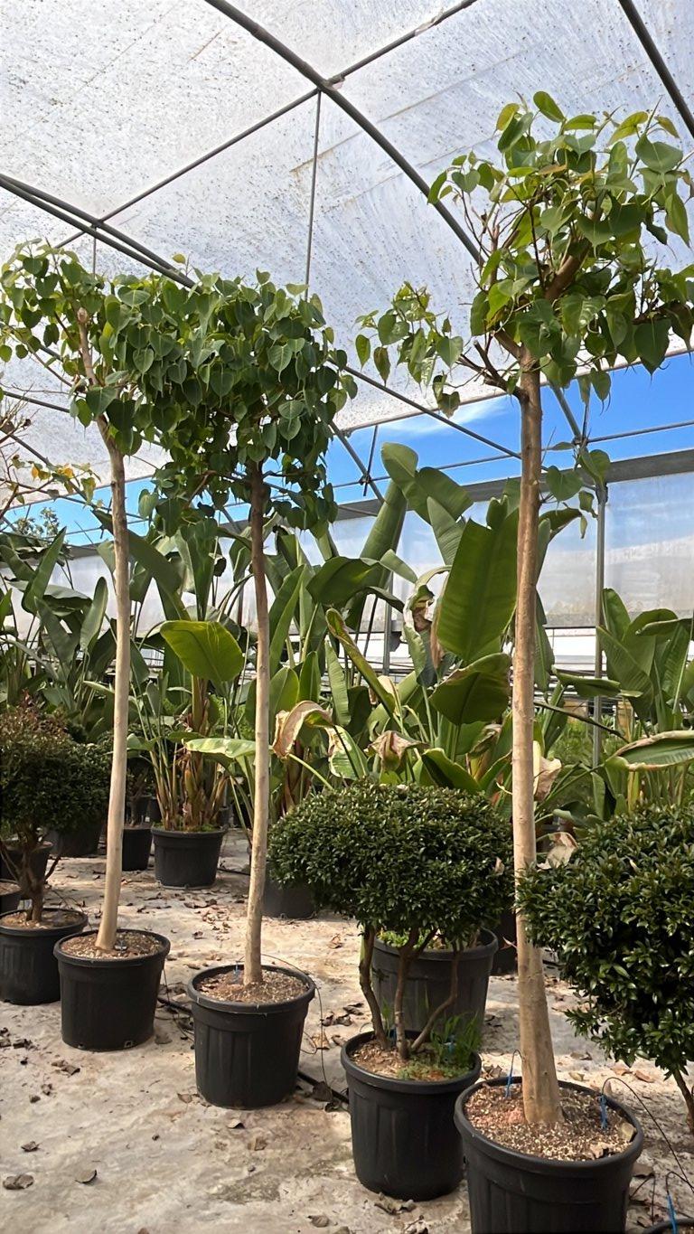 Ficus Religiosa (Albero della Bodhi) — Albero, circonferenza 18/20 cm, vaso 70 litri