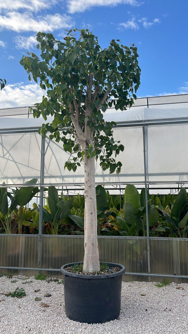 Ficus Religiosa (Albero della Bodhi) — Albero, circonferenza 60/80 cm, vaso 500 litri