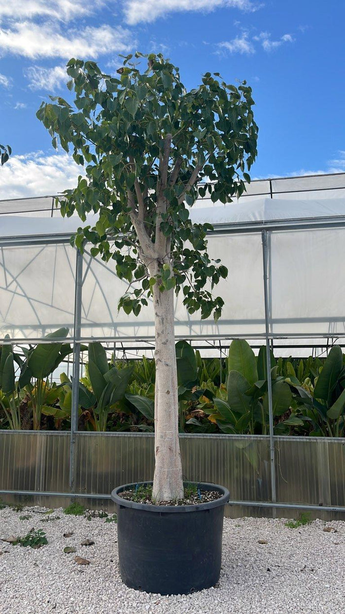 Ficus Religiosa (Albero della Bodhi) — Albero, circonferenza 60/80 cm, vaso 500 litri