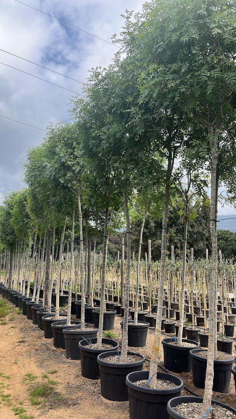 Fraxinus Angustifolia (Frassino) — Albero, circonferenza 16/18 cm, vaso 90 litri
