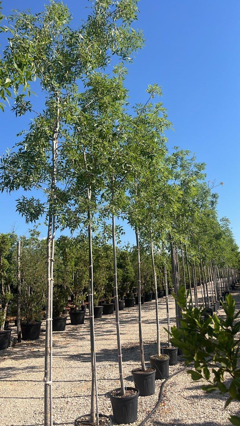Fraxinus Angustifolia (Frassino) — Albero, circonferenza 8/10 cm, vaso 20 litri