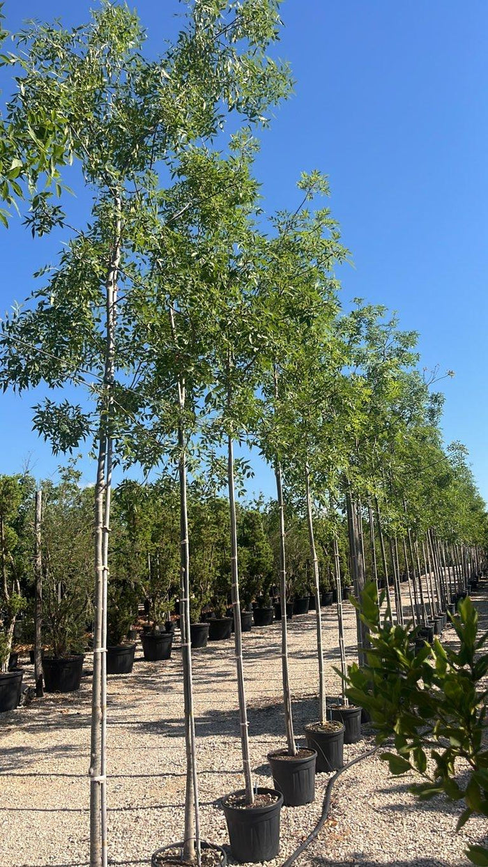 Fraxinus Angustifolia (Frassino) — Albero, circonferenza 8/10 cm, vaso 20 litri