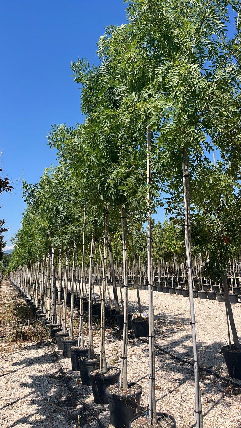 Fraxinus Angustifolia (Frassino) — Albero, circonferenza 8/10 cm, vaso 30 litri