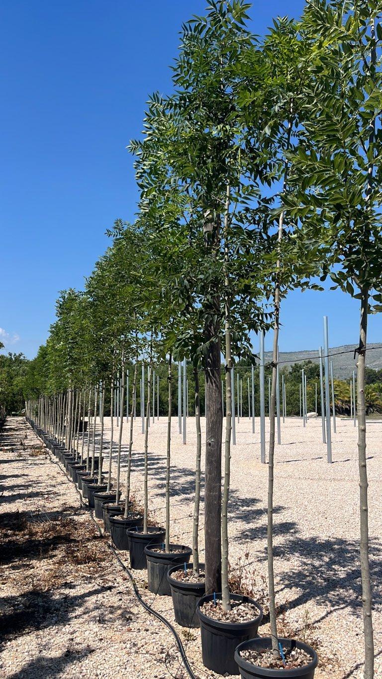 Fraxinus Excelsior Altena (Frassino) — Albero, circonferenza 8/10 cm, vaso 30 litri