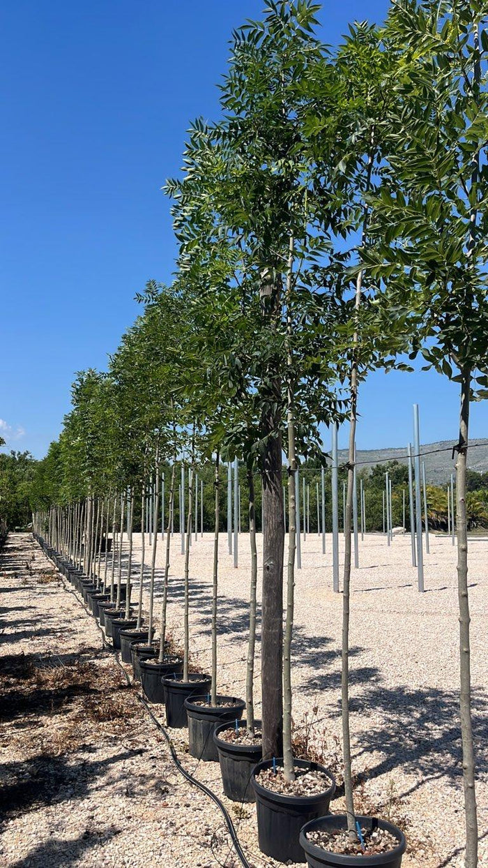 Fraxinus Excelsior Altena (Frassino) — Albero, circonferenza 8/10 cm, vaso 30 litri