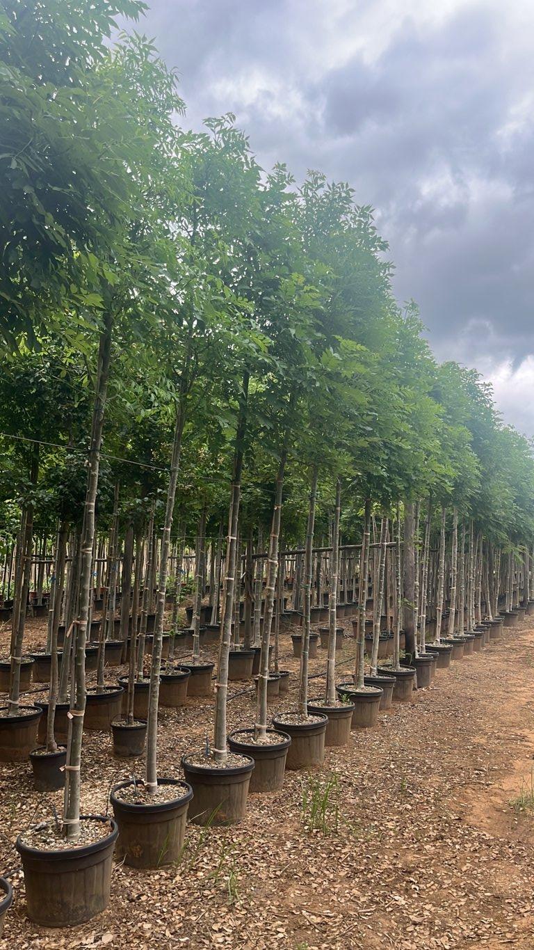 Fraxinus Excelsior (Frassino maggiore) — Albero, circonferenza 12/14 cm, vaso 55 litri